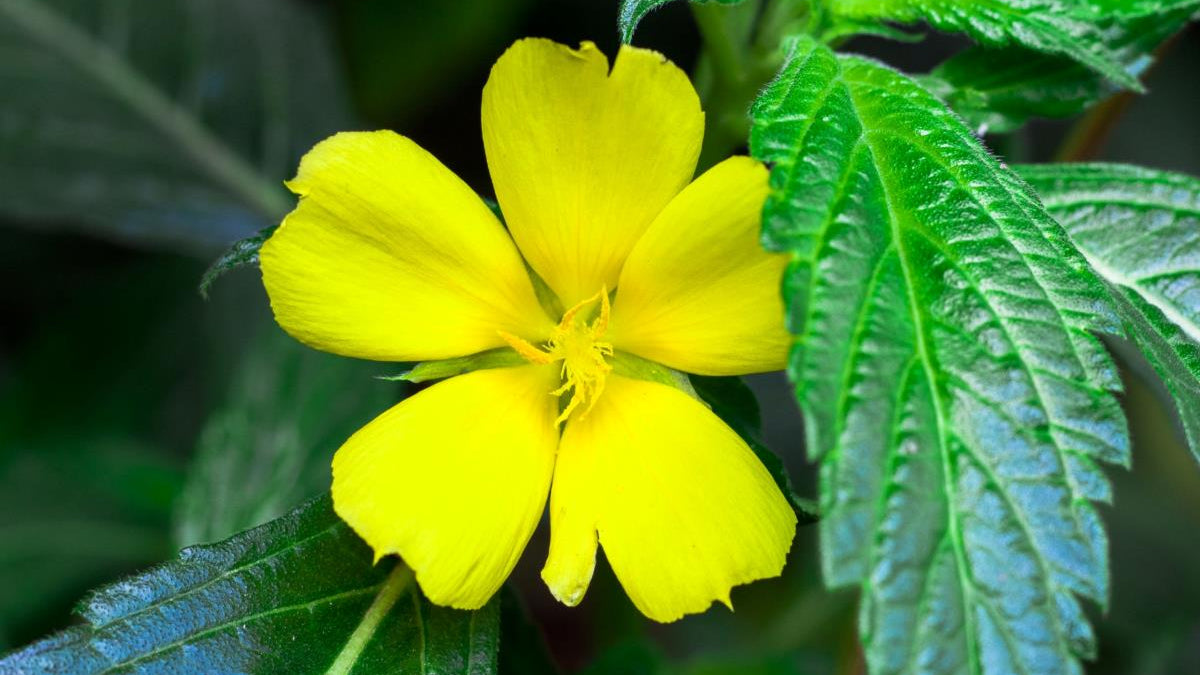 MAKA – DAMIANA 50G