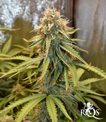 Medusa F1