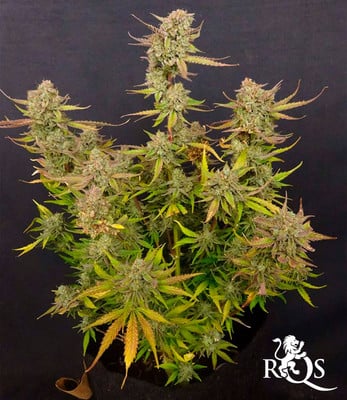 Medusa F1
