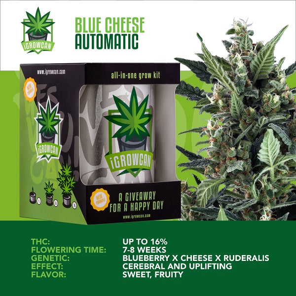 IGROWCAN – BLUE CHEESE AUTOMATIC