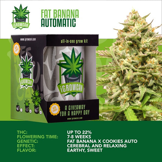 IGROWCAN €“ FAT BANANA AUTOMATIC