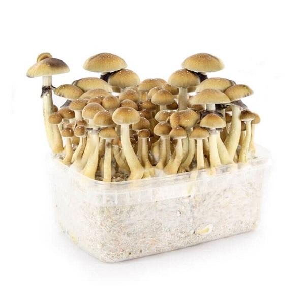 Golden Teacher Growkit – 1200 cc