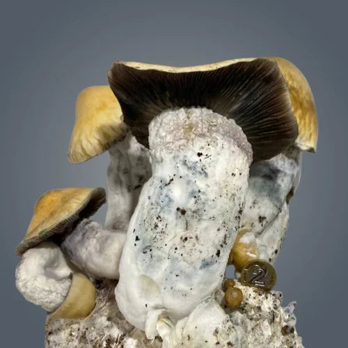 Royale Flush Penis Envy Gigantus Growkit – 1200cc