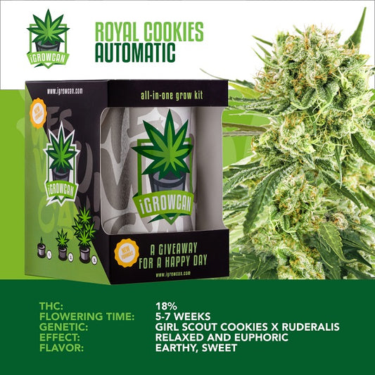 IGROWCAN – ROYAL COOKIES AUTOMATIC