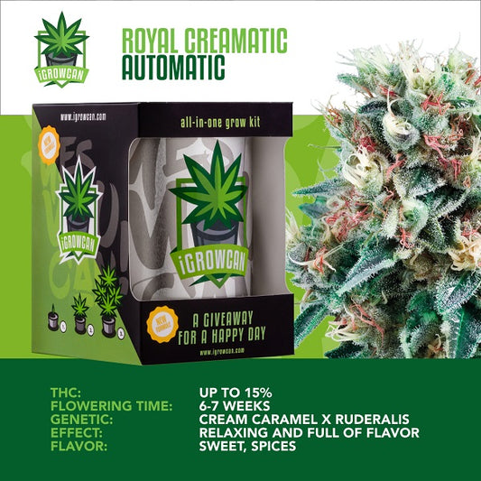 IGROWCAN – ROYAL CREAMATIC