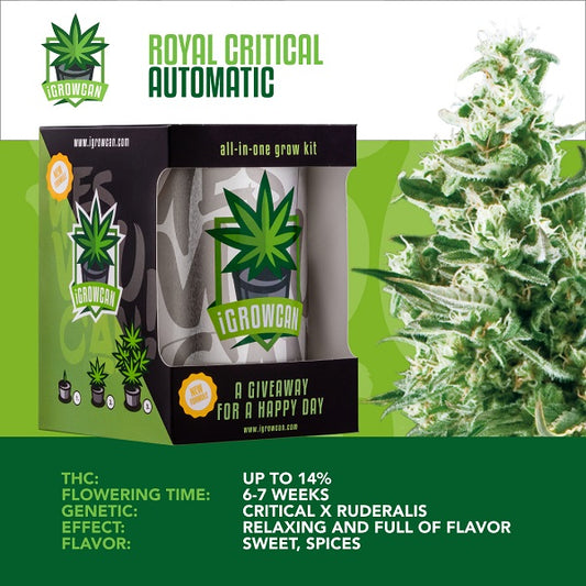 IGROWCAN – ROYAL CRITICAL AUTOMATIC