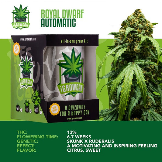 IGROWCAN – ROYAL DWARF