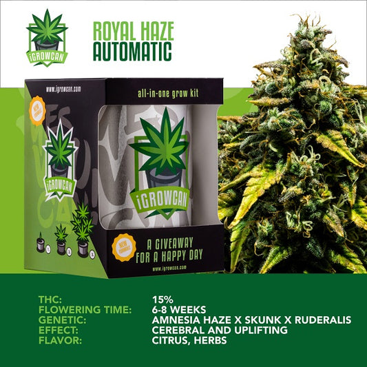 IGROWCAN – ROYAL HAZE AUTOMATIC
