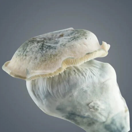 Royale Flush Melmac 116 Growkit – 1200cc