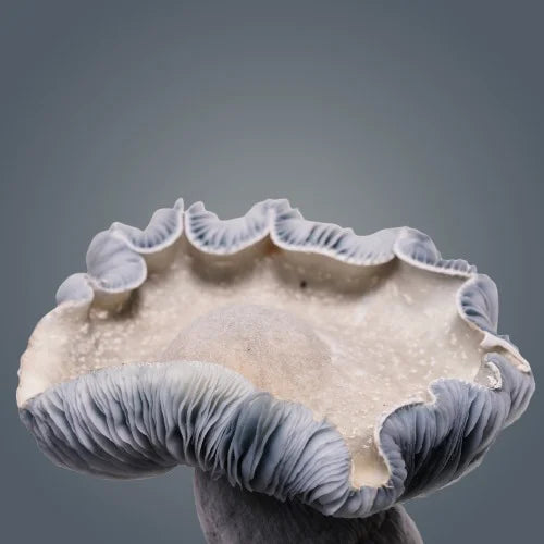 Royale Flush Albino Penis Envy 6 Growkit – 1200cc