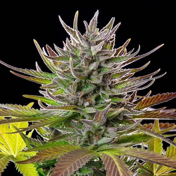 AMG - Amnesia Mac Ganja