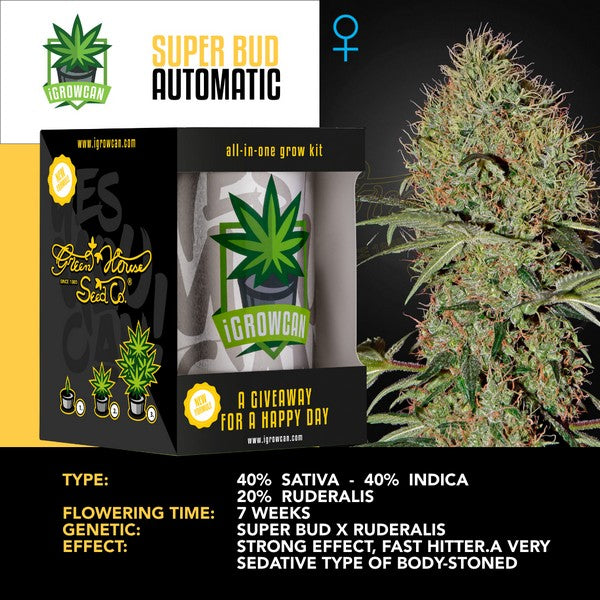 IGC – SUPER BUD AUTOMATIC ( GREEN HOUSE SEEDS)