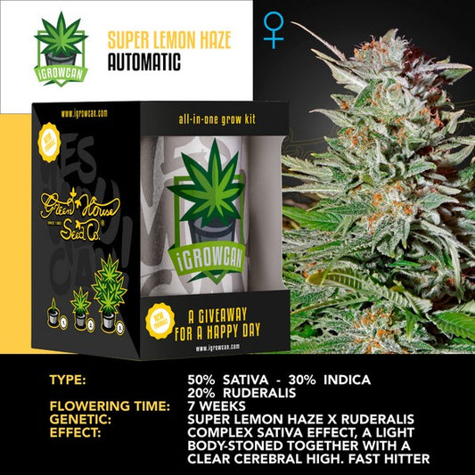 IGC – SUPER LEMON HAZE AUTOMATIC ( GREEN HOUSE SEEDS)