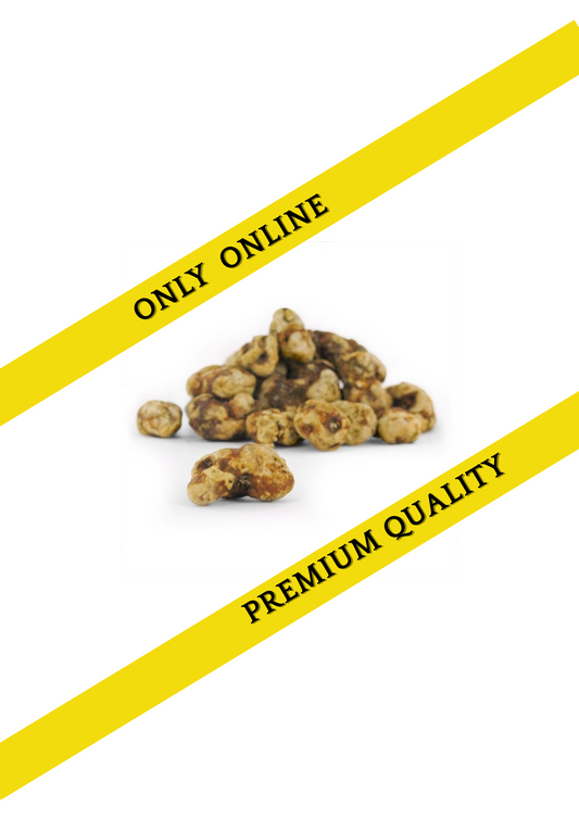 Magic truffles bulk - Psilocybe Tampanensis