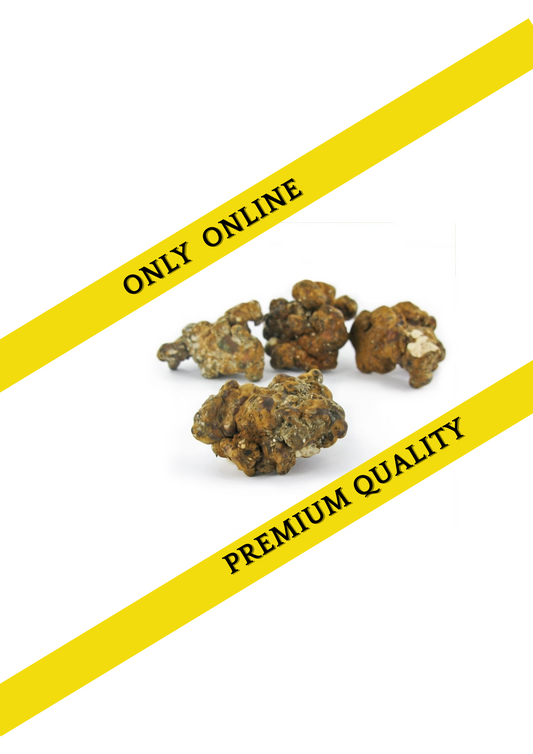 Magic truffles bulk- Psilocybe Hollandia