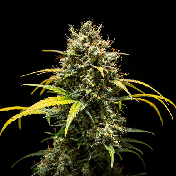 Triple G Auto