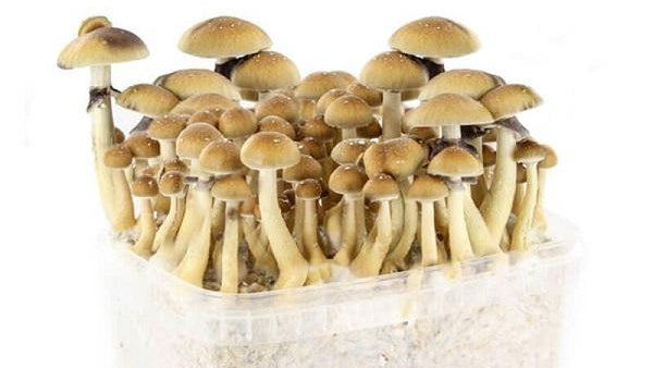 GROWKITS PADDO