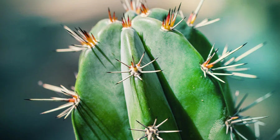 GROWKITS CACTUS