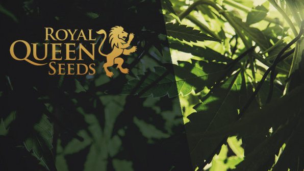 F1 HYBRIDS SEEDS