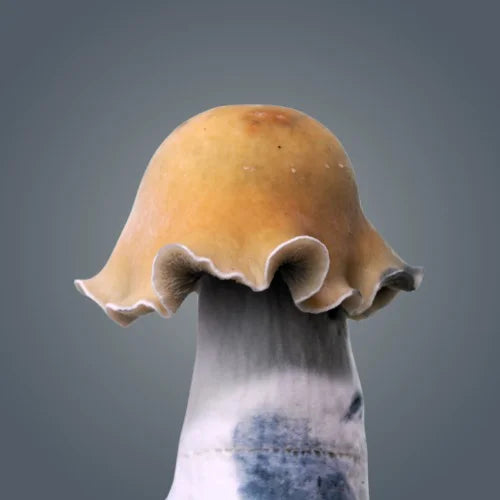 Royale Flush Golden Bluey Vuitton Growkit – 1200cc