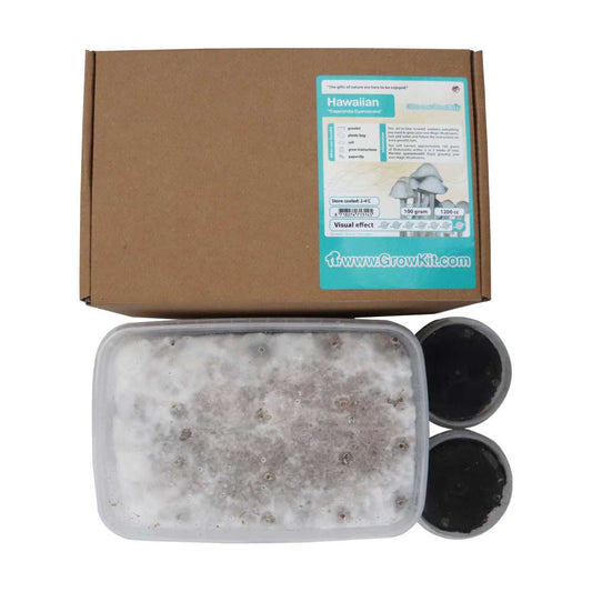 Hawaiian Growkit - 1200 cc (Psilocybe Copelandia)