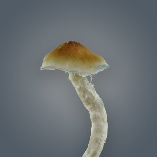 Royale Flush Mexicana Growkit – 1200cc