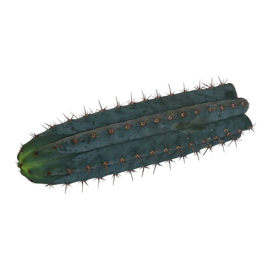 San Pedro Cutting Peruvianus - 25 - 29 cm