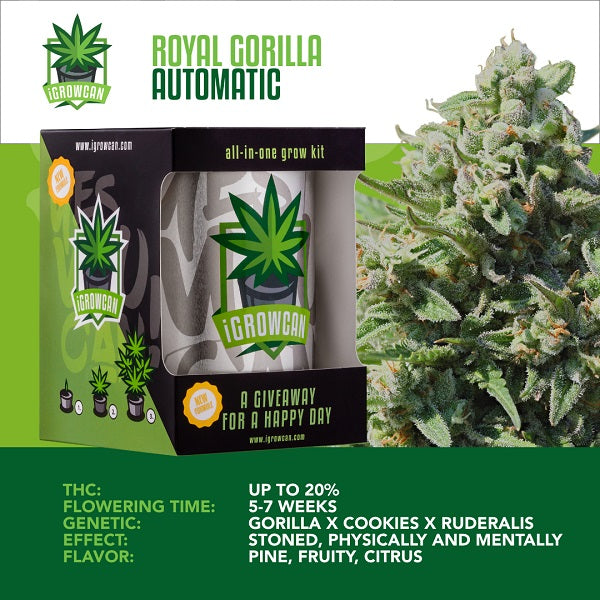 IGROWCAN – ROYAL GORILLA AUTOMATIC