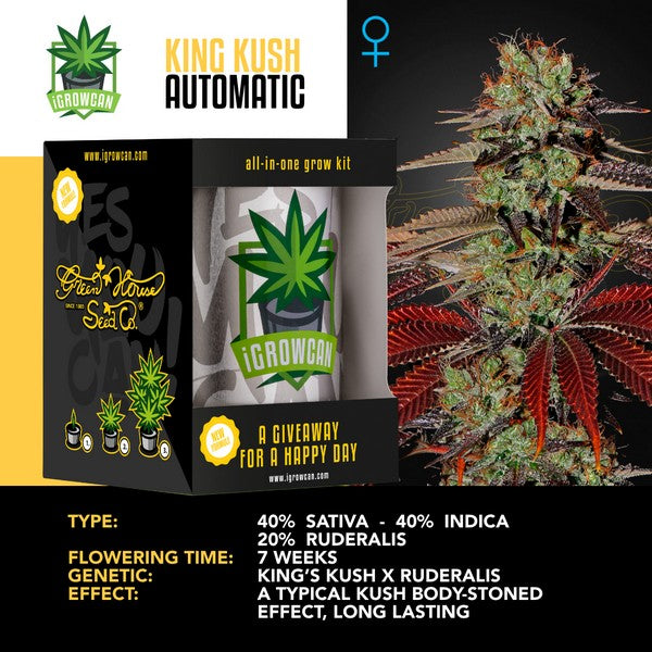 IGC – KING KUSH AUTOMATIC ( GREEN HOUSE SEEDS)