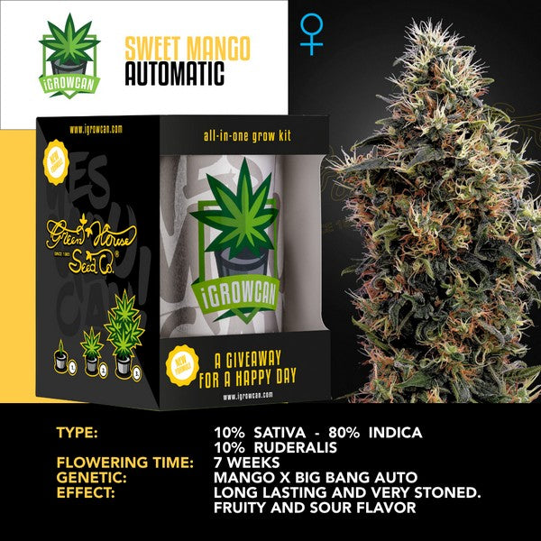 IGC – SWEET MANGO AUTOMATIC ( GREEN HOUSE SEEDS)