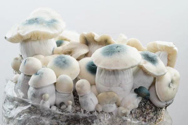 Royale Flush Iceberg Growkit – 1200cc