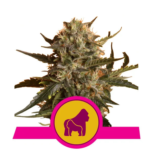 Mother Gorilla (Voorheen Royal Madre)