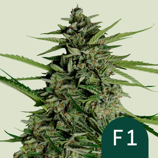 orion F1 5x Seeds